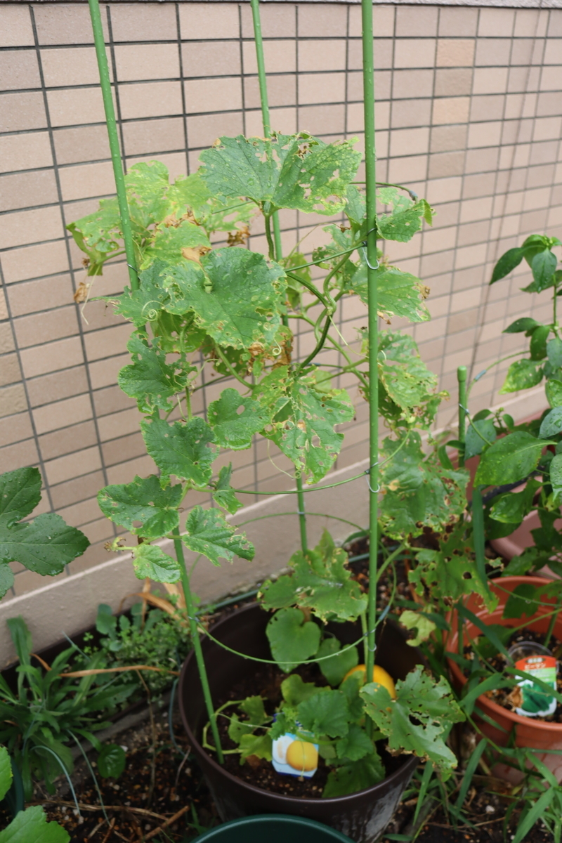 f:id:tomato_1:20200907030911j:plain f:id:tomato_1:20200907030911j:plain
