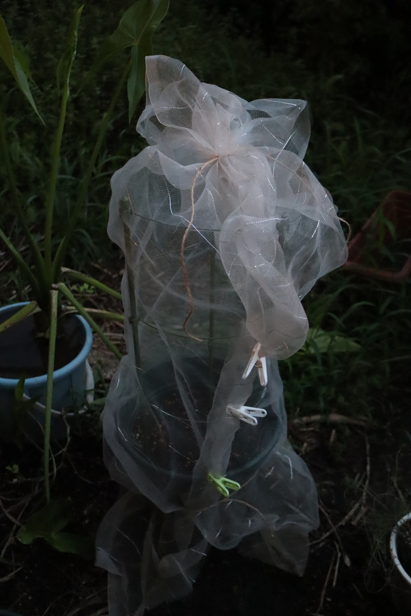f:id:tomato_1:20200909140116j:plain