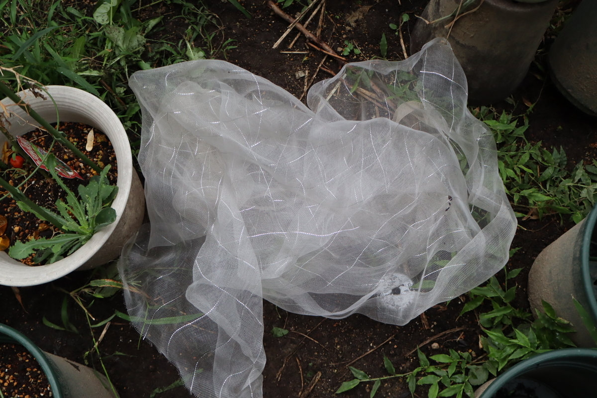f:id:tomato_1:20200910030635j:plain