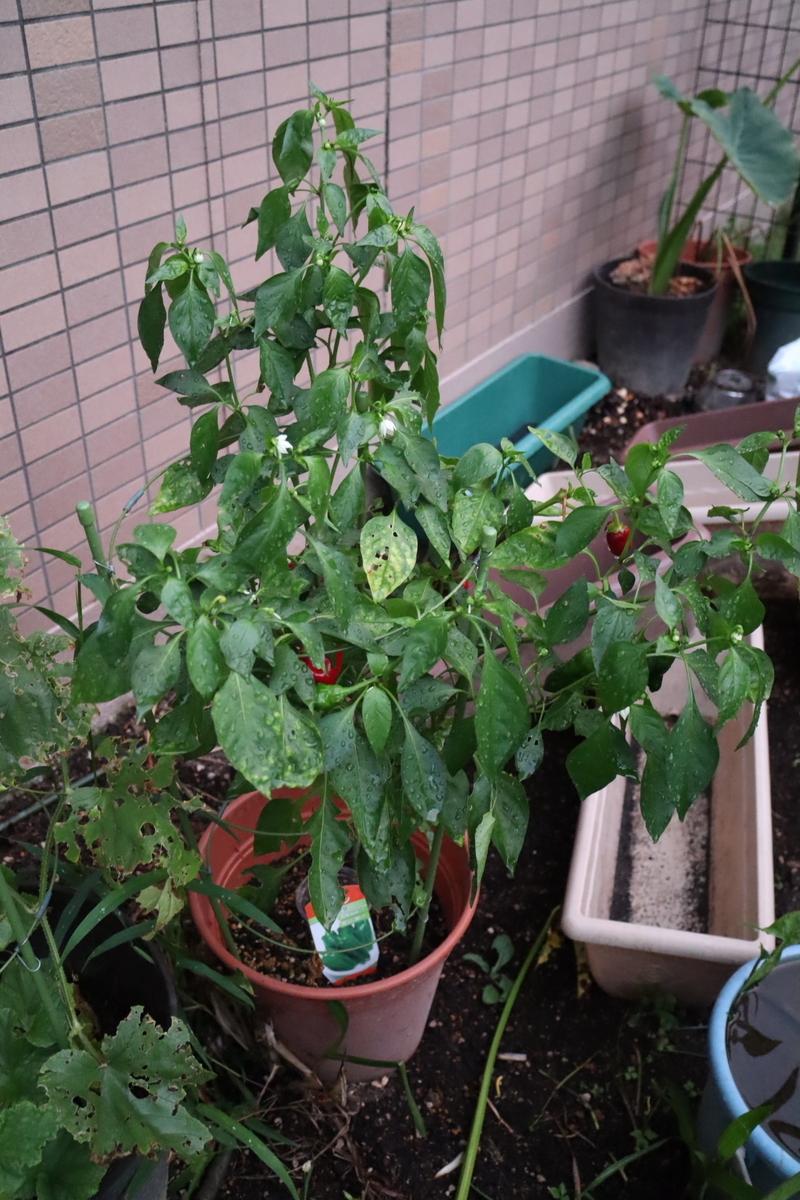 f:id:tomato_1:20200911025425j:plain f:id:tomato_1:20200911025425j:plain