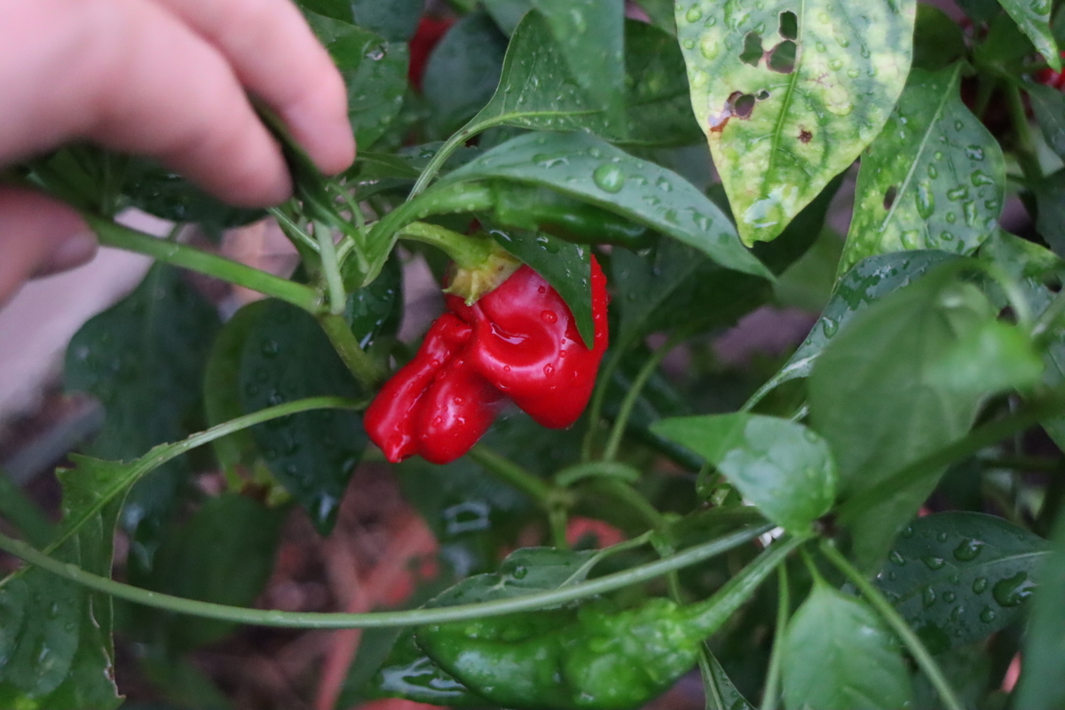 f:id:tomato_1:20200911025843j:plain f:id:tomato_1:20200911025843j:plain
