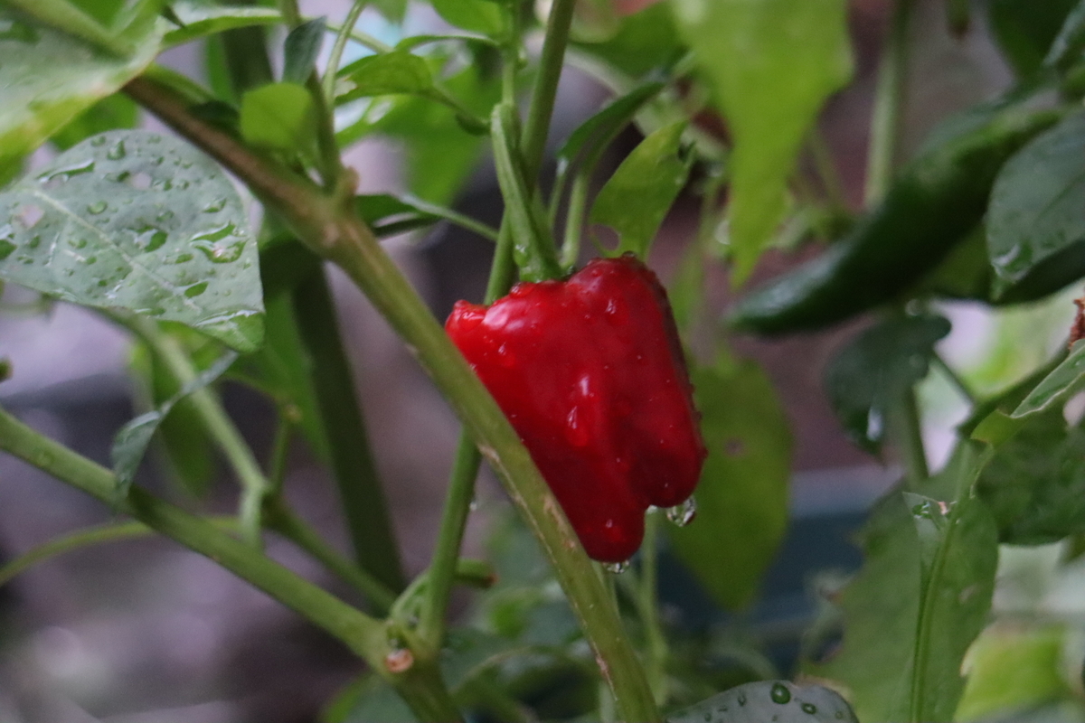 f:id:tomato_1:20200911030612j:plain f:id:tomato_1:20200911030612j:plain