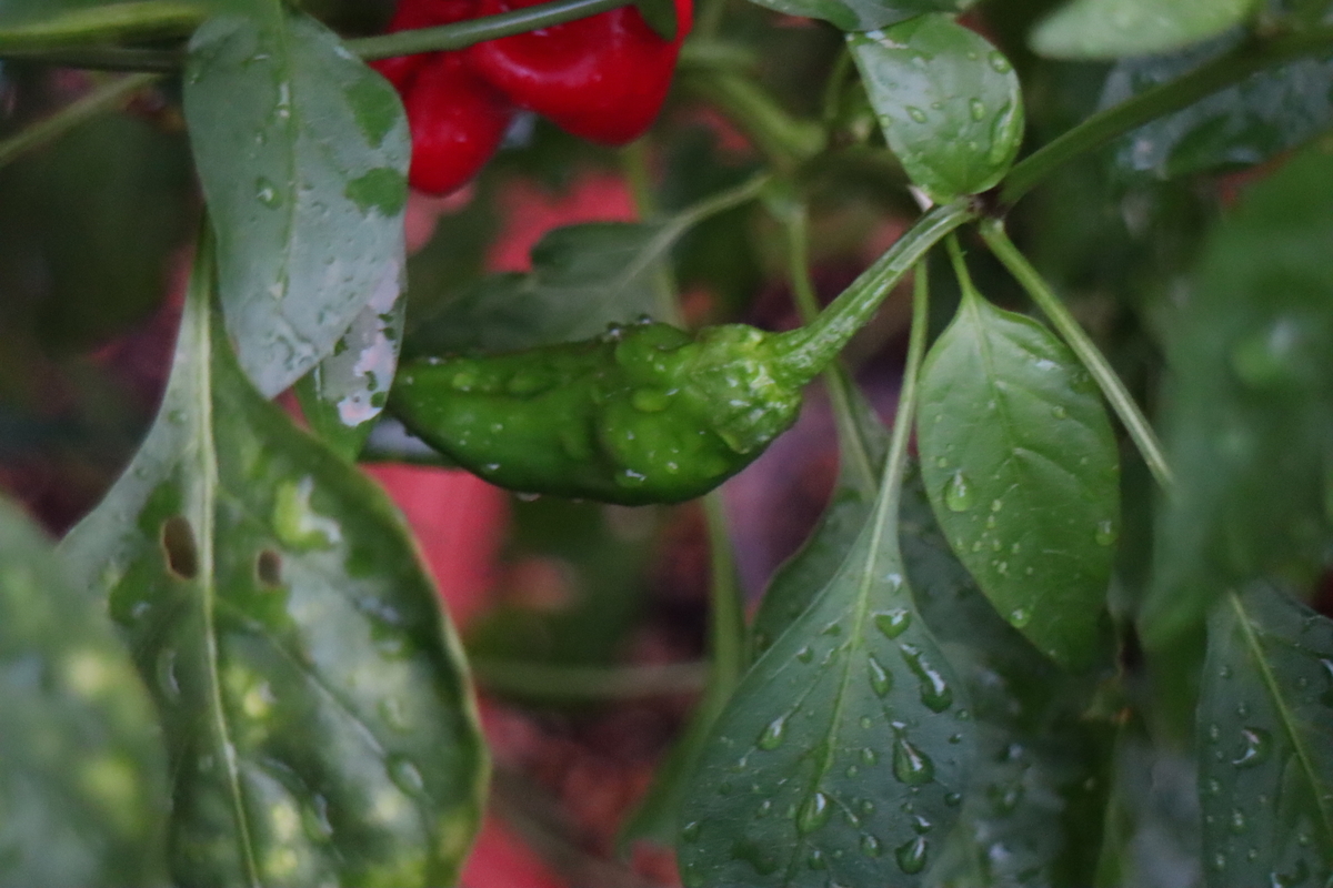 f:id:tomato_1:20200911030721j:plain f:id:tomato_1:20200911030721j:plain