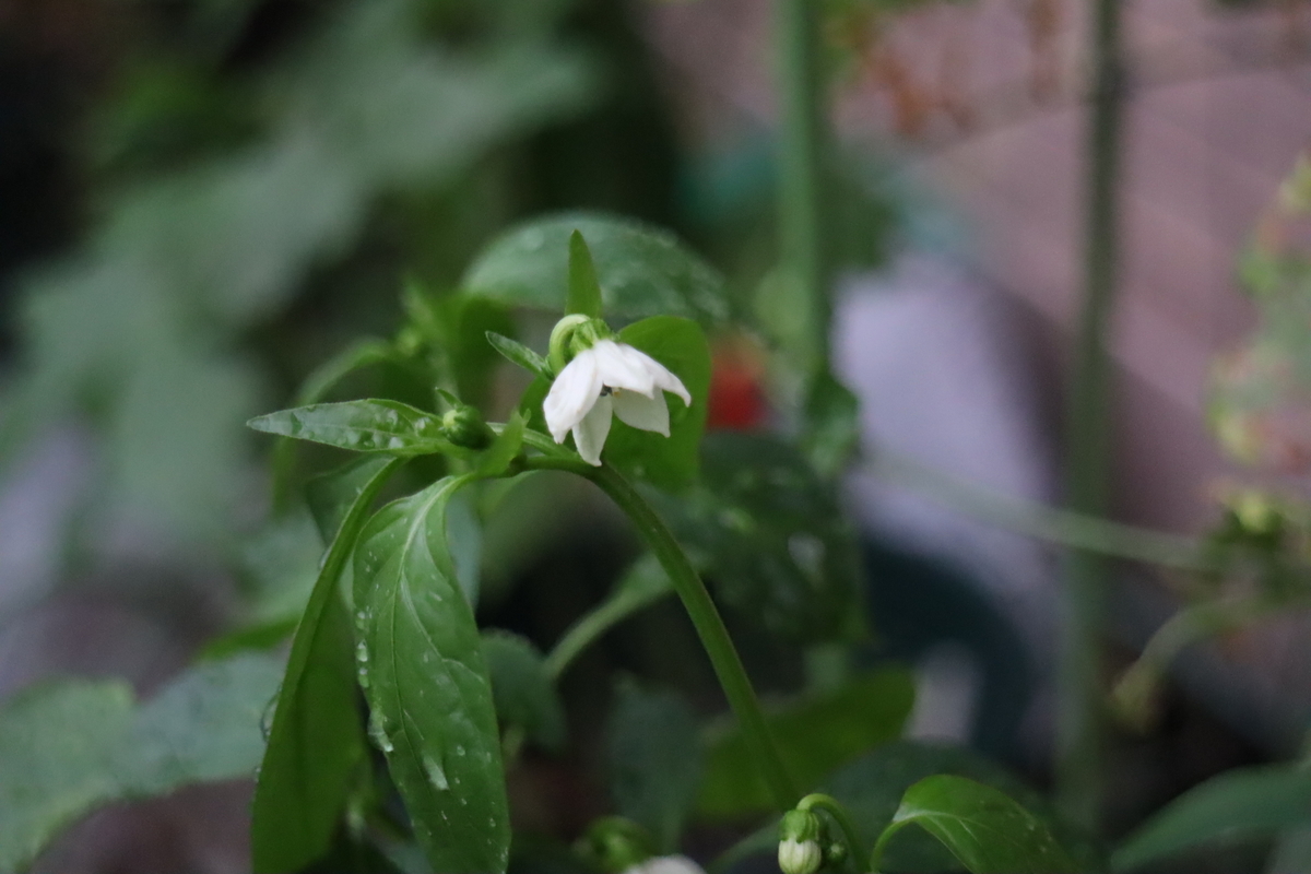f:id:tomato_1:20200911031215j:plain f:id:tomato_1:20200911031215j:plain