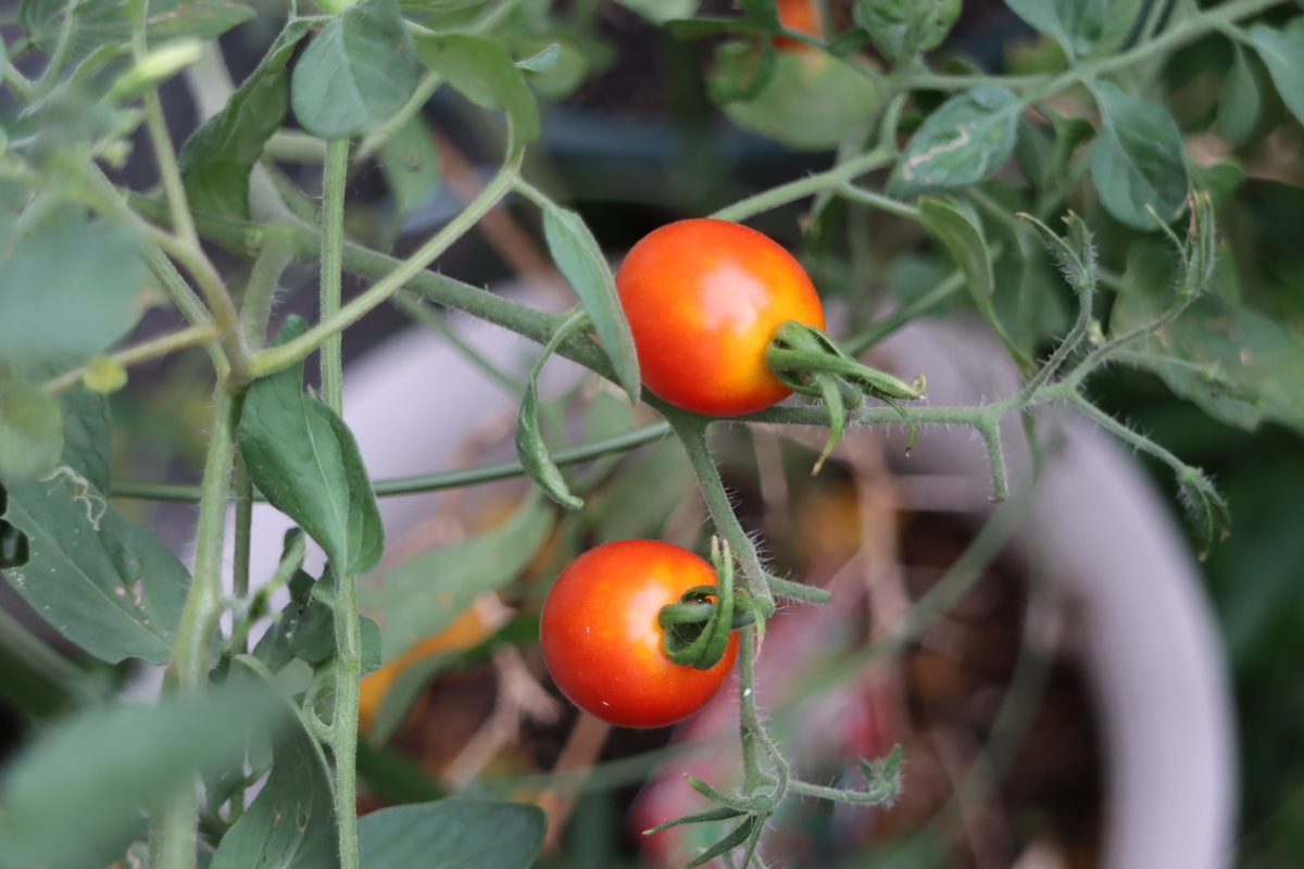 f:id:tomato_1:20200914031035j:plain