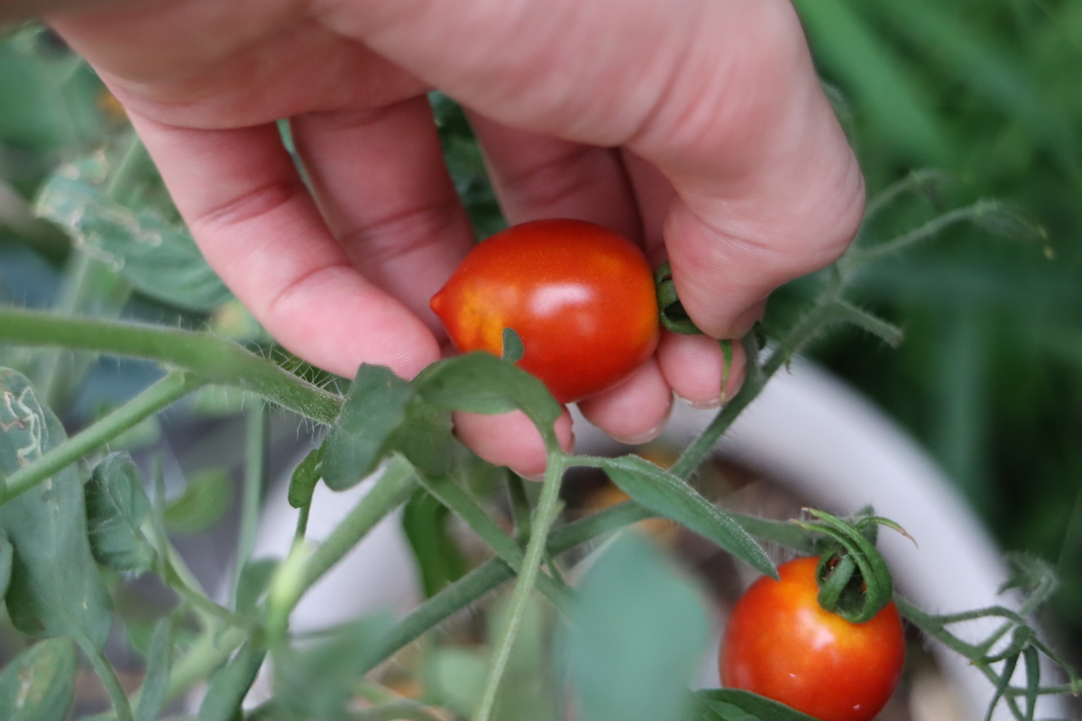 f:id:tomato_1:20200914031211j:plain