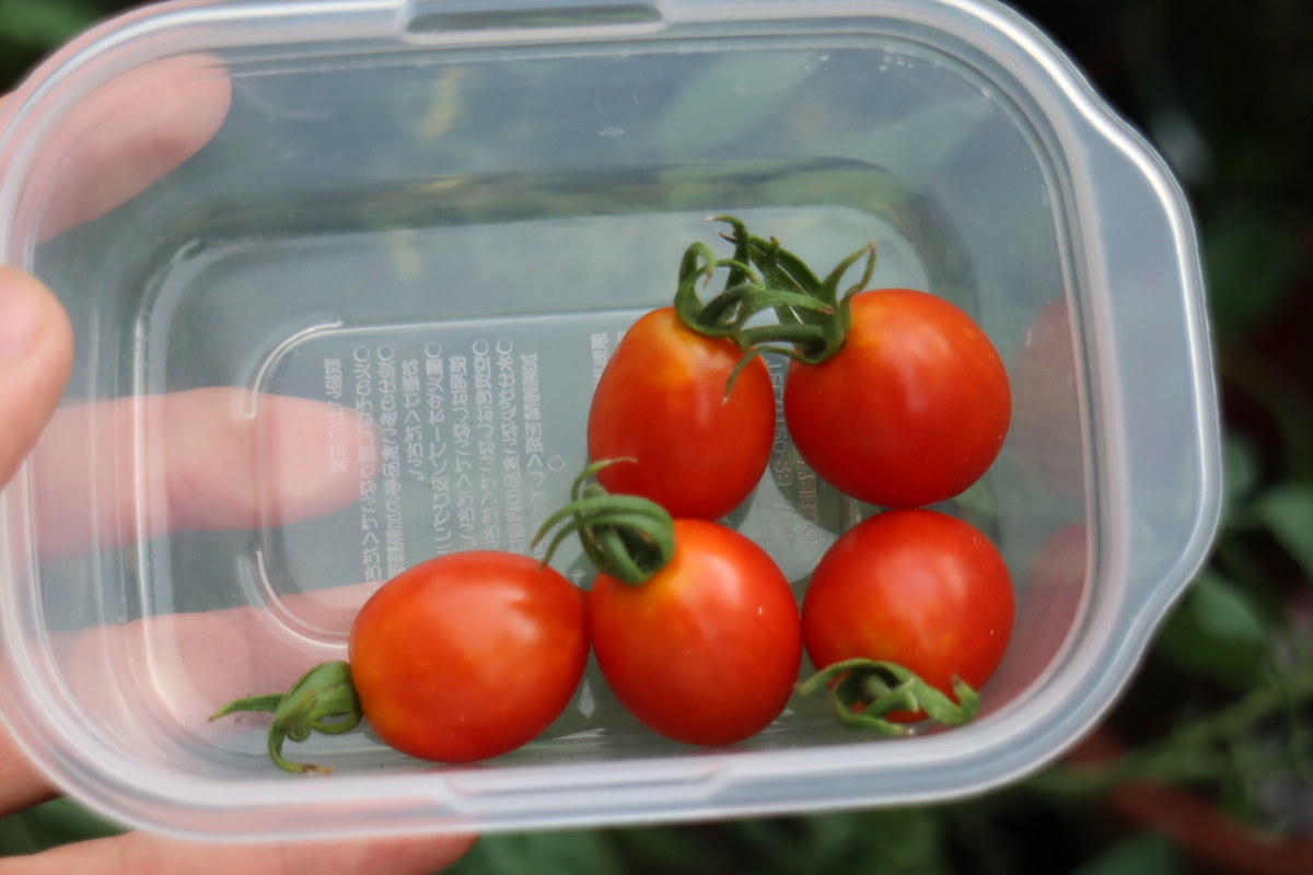 f:id:tomato_1:20200914031420j:plain