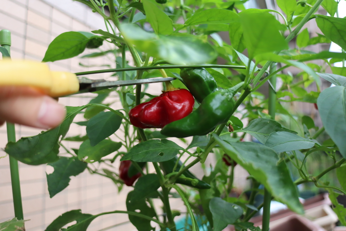 f:id:tomato_1:20200914032846j:plain f:id:tomato_1:20200914032846j:plain