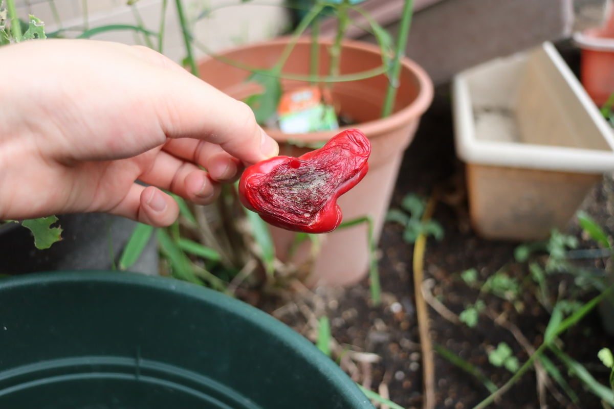 f:id:tomato_1:20200914032919j:plain f:id:tomato_1:20200914032919j:plain