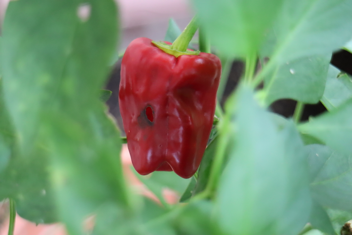 f:id:tomato_1:20200914033133j:plain