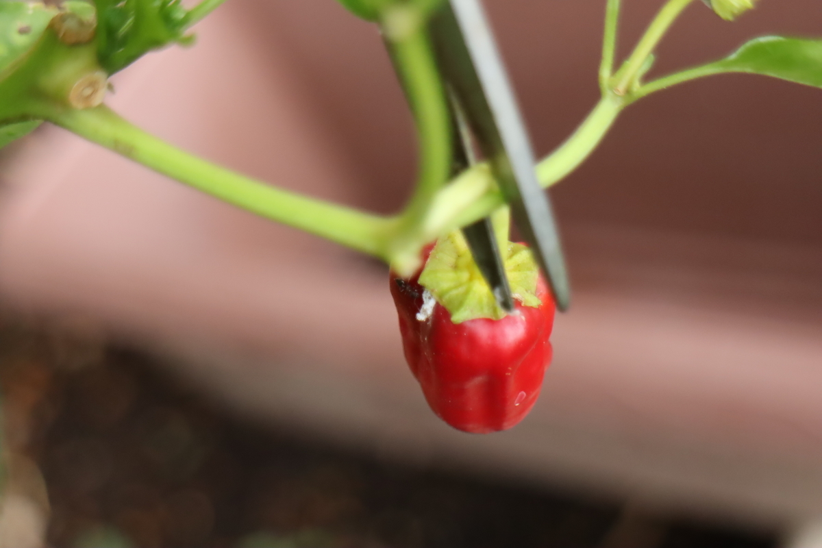 f:id:tomato_1:20200914033418j:plain