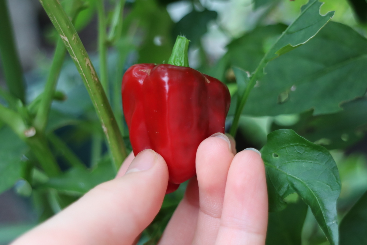 f:id:tomato_1:20200914033612j:plain