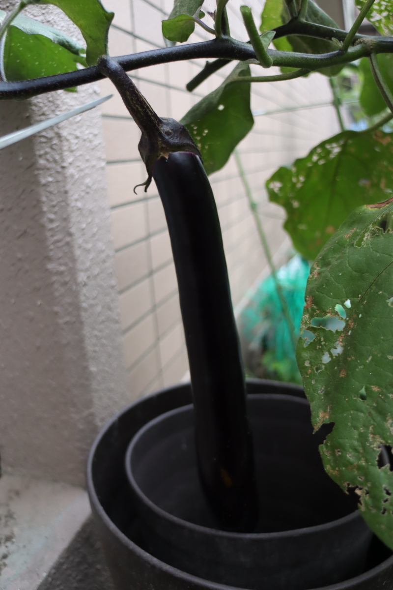 f:id:tomato_1:20200914034654j:plain