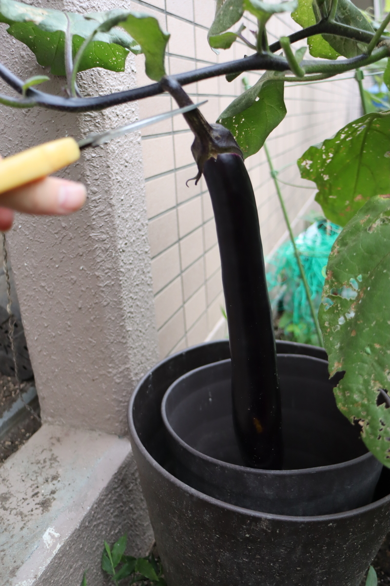 f:id:tomato_1:20200914034803j:plain