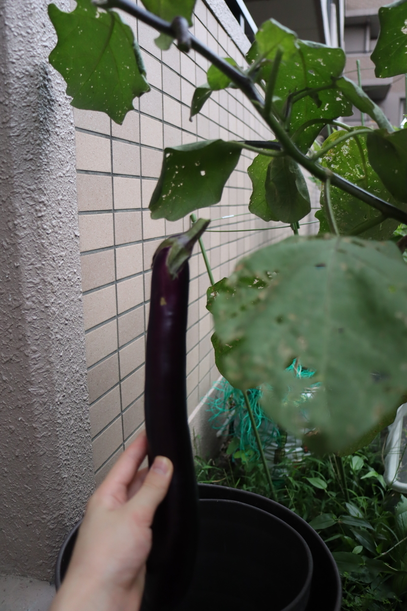 f:id:tomato_1:20200914034816j:plain