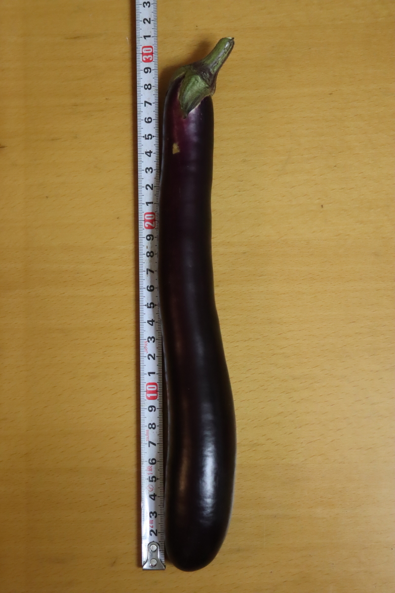 f:id:tomato_1:20200914035255j:plain