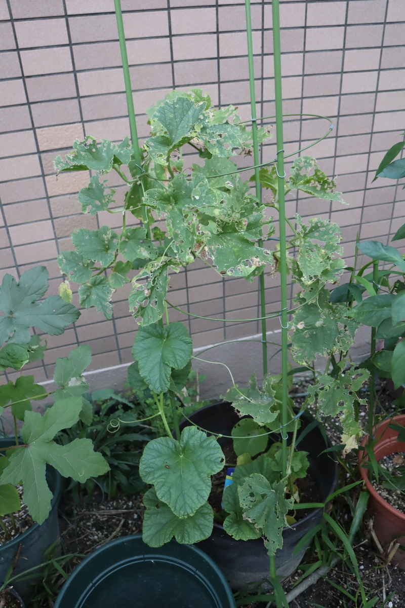 f:id:tomato_1:20200917034509j:plain