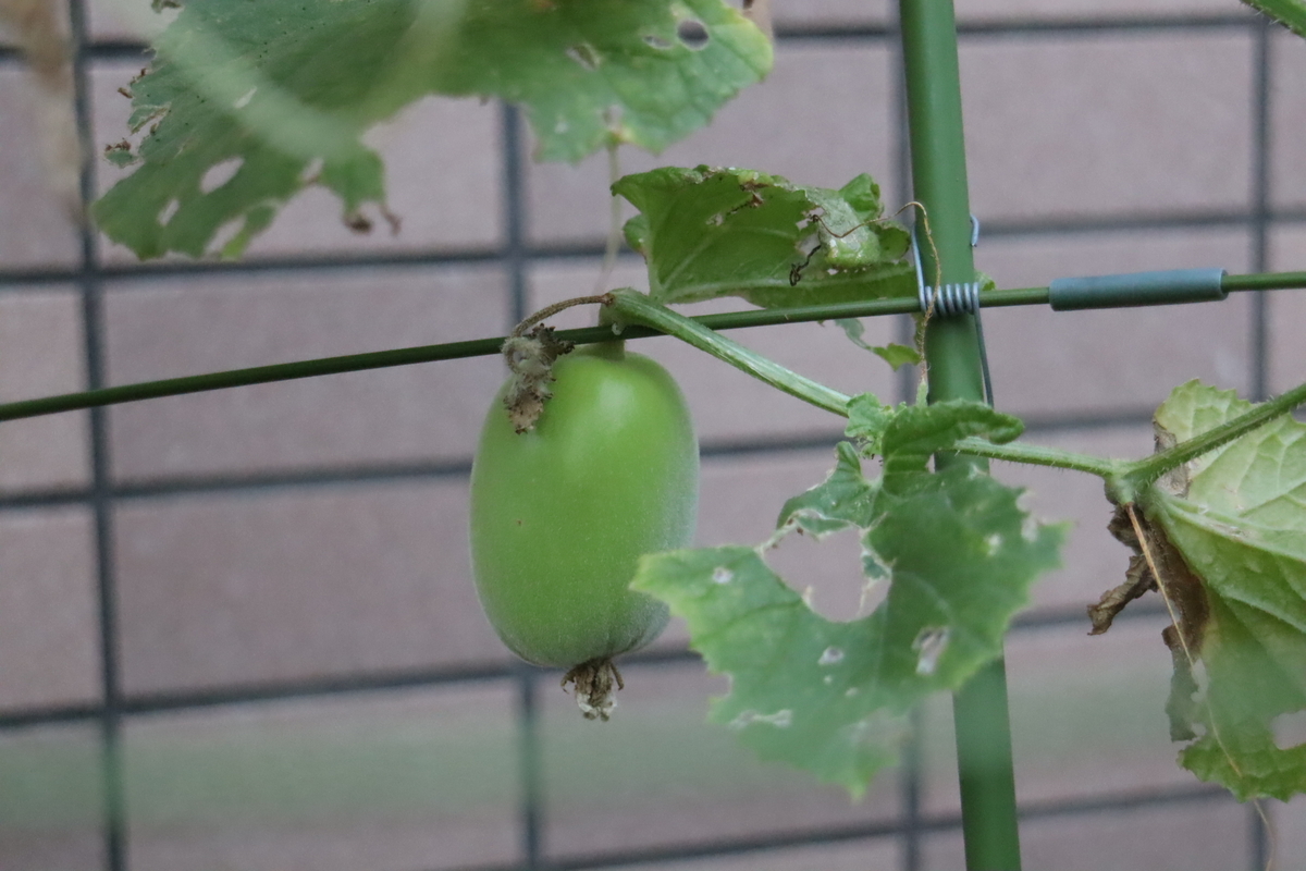 f:id:tomato_1:20200917034714j:plain