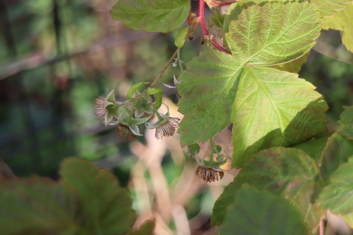 f:id:tomato_1:20200922041101j:plain