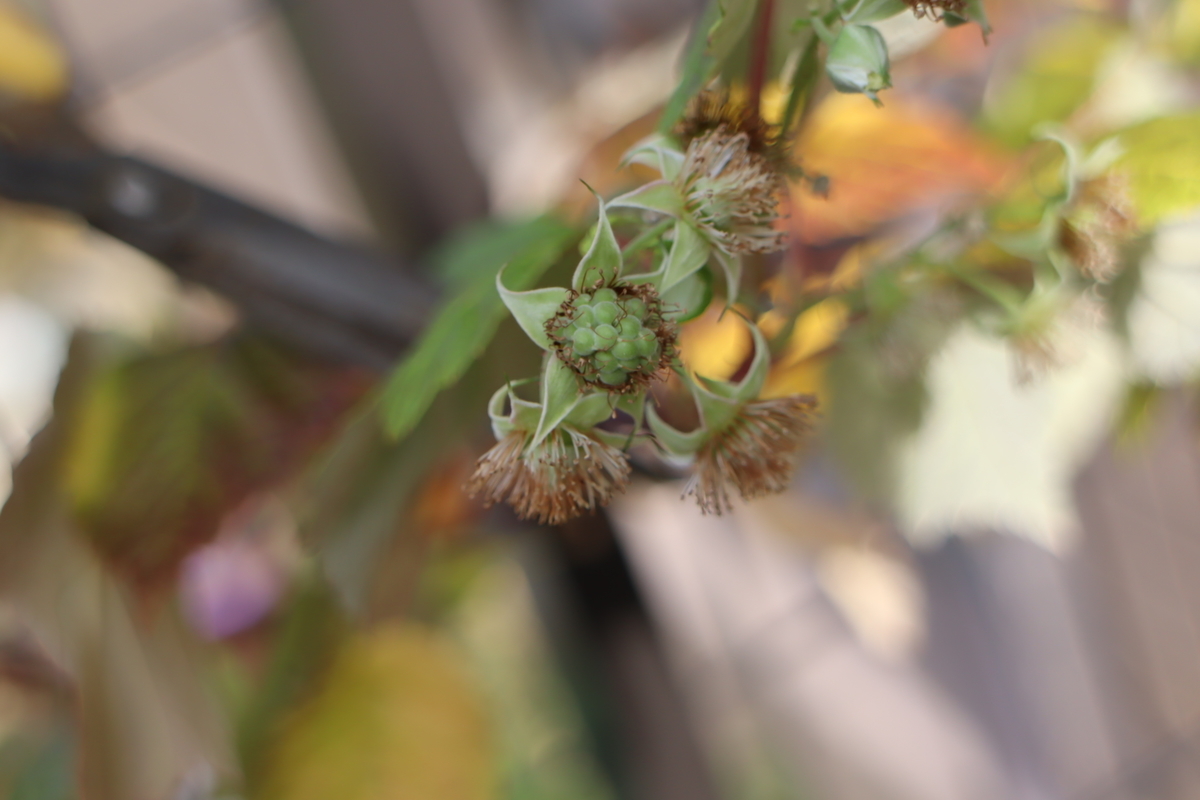 f:id:tomato_1:20200922041152j:plain