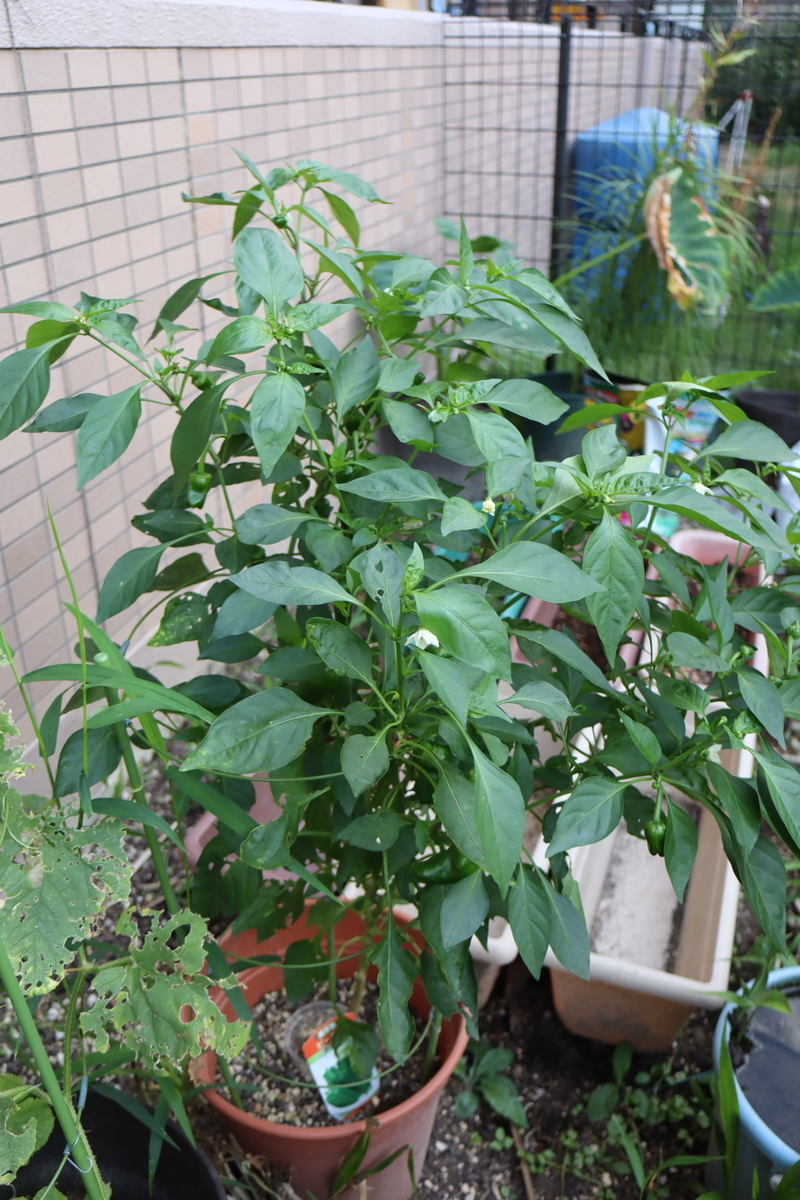 f:id:tomato_1:20200922151525j:plain