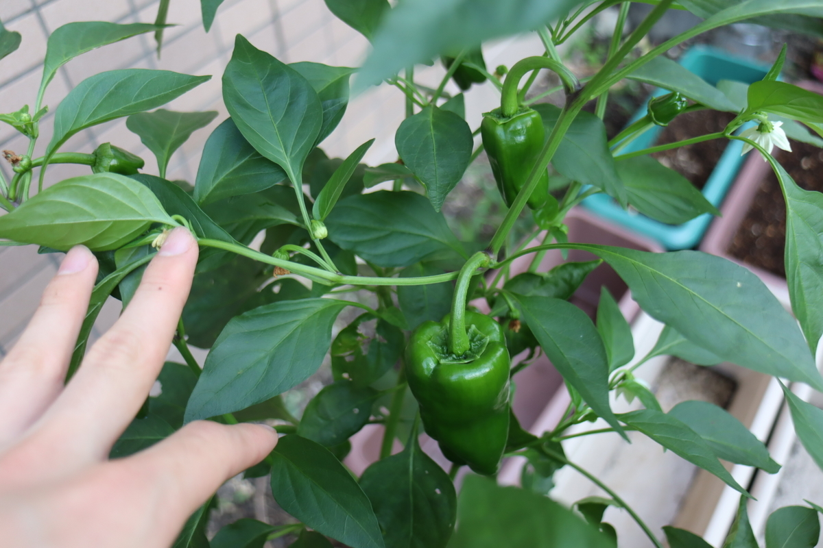 f:id:tomato_1:20200922151534j:plain