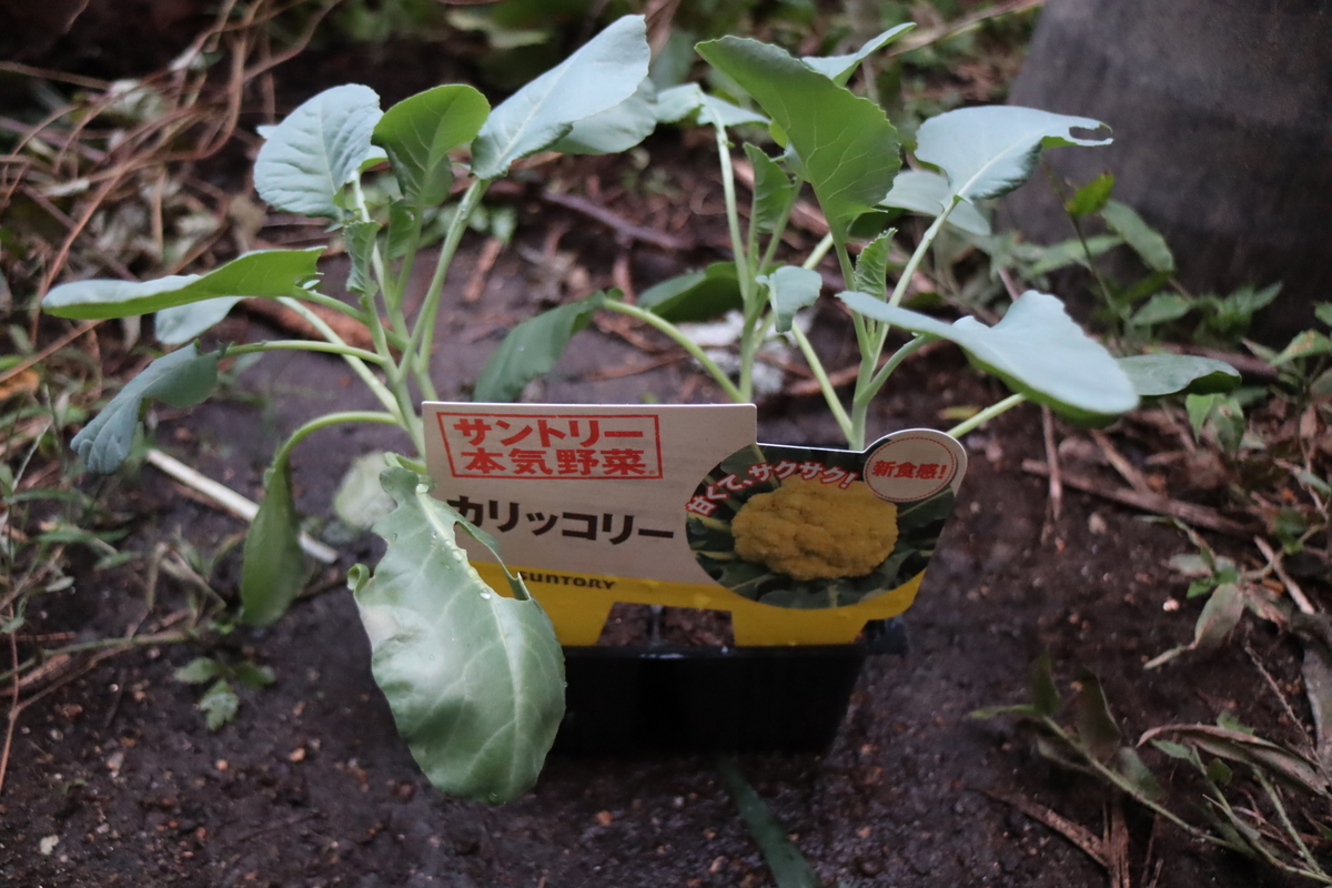 f:id:tomato_1:20200924150645j:plain