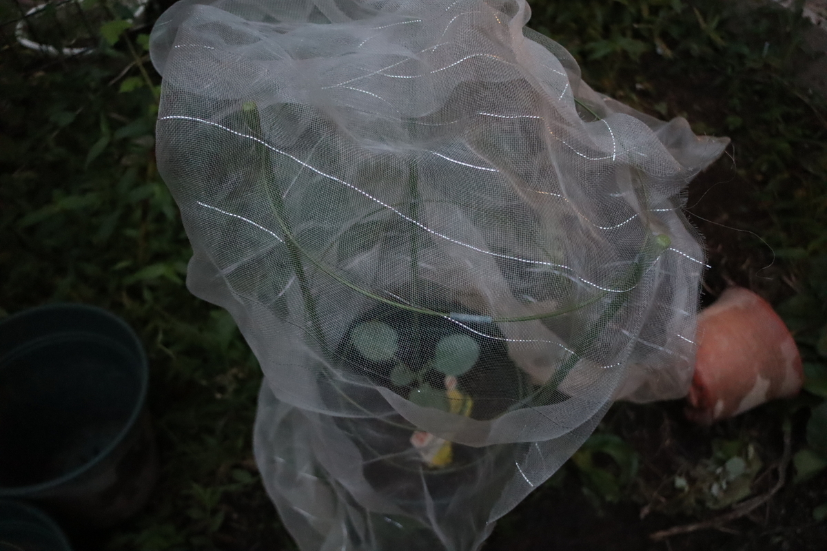 f:id:tomato_1:20200924154308j:plain