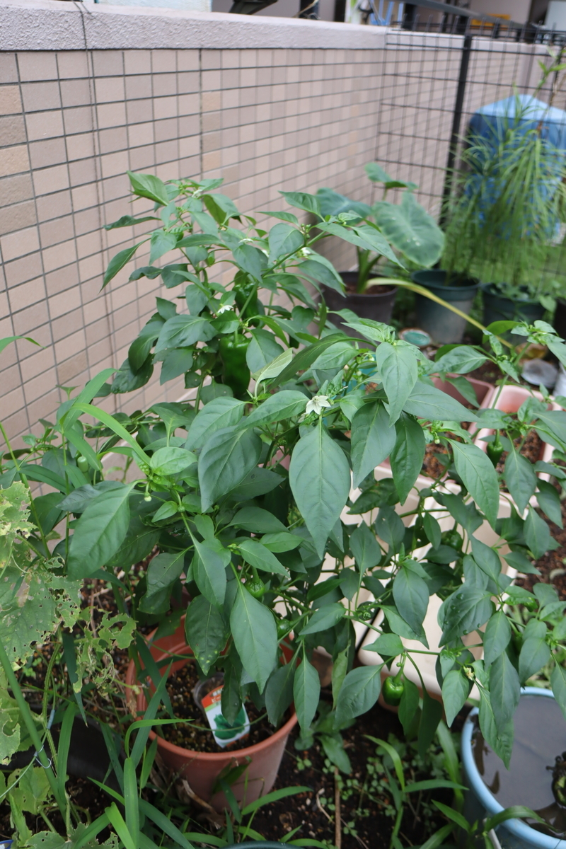 f:id:tomato_1:20200927144046j:plain