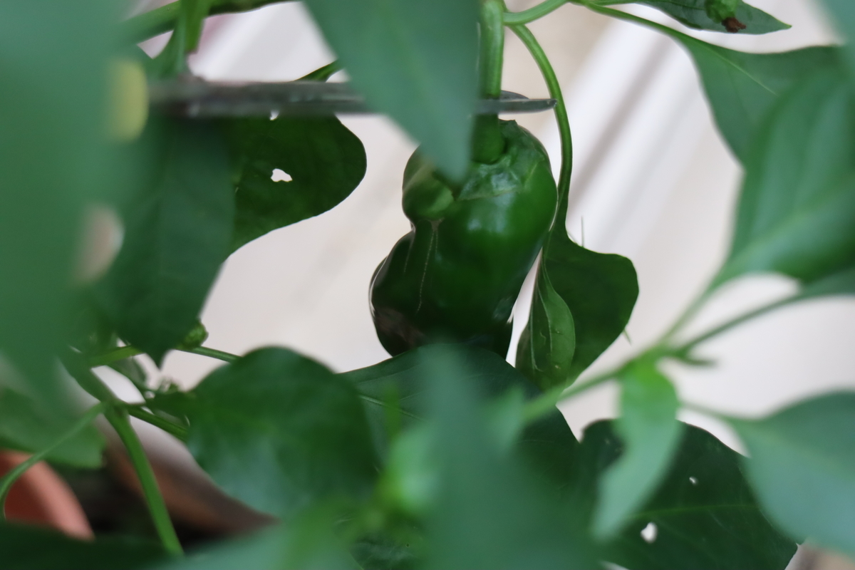 f:id:tomato_1:20200927144107j:plain