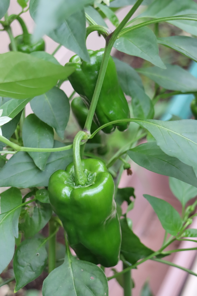 f:id:tomato_1:20200927144121j:plain