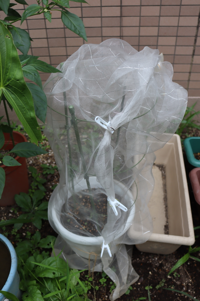 f:id:tomato_1:20201005154145j:plain