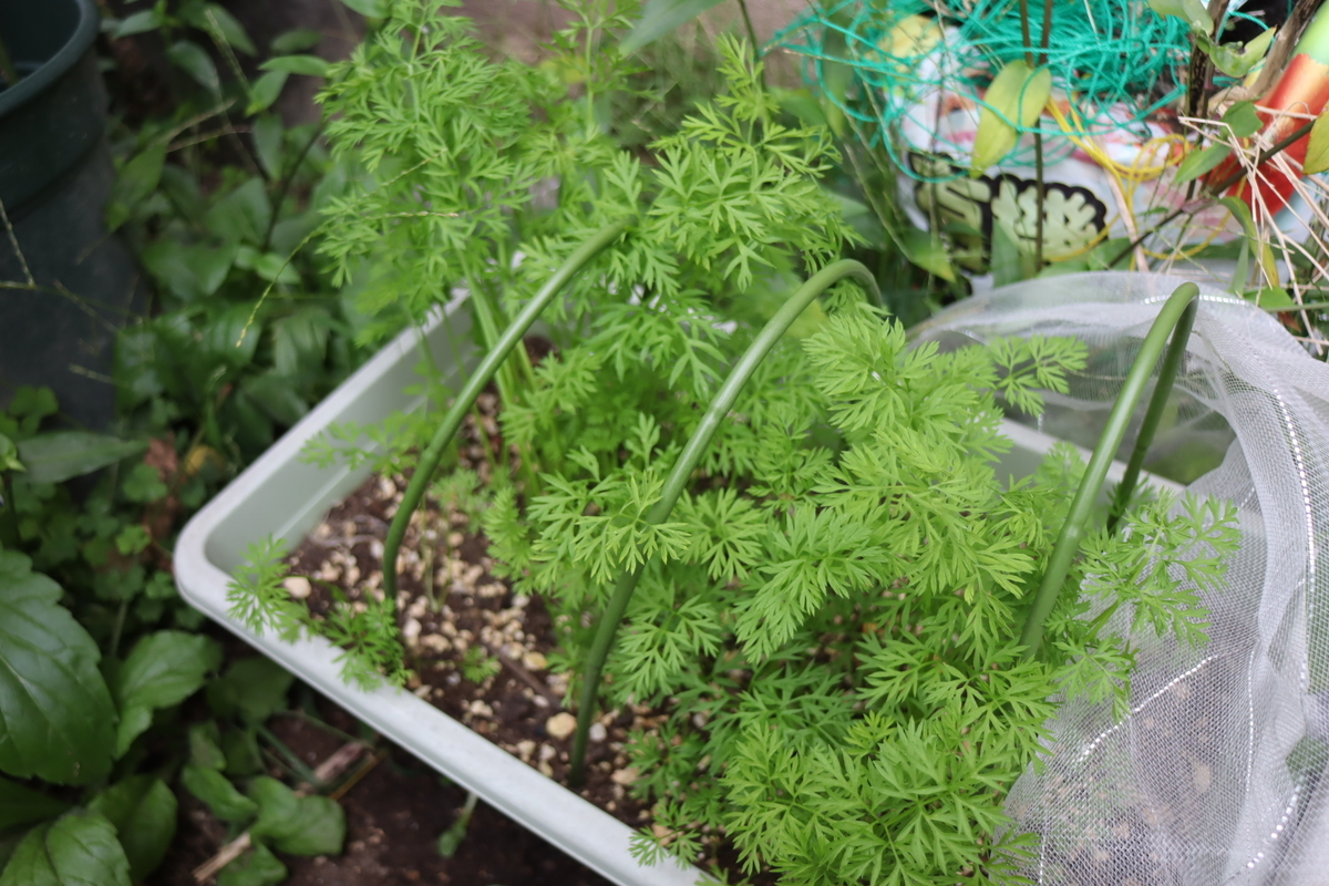 f:id:tomato_1:20201005160041j:plain