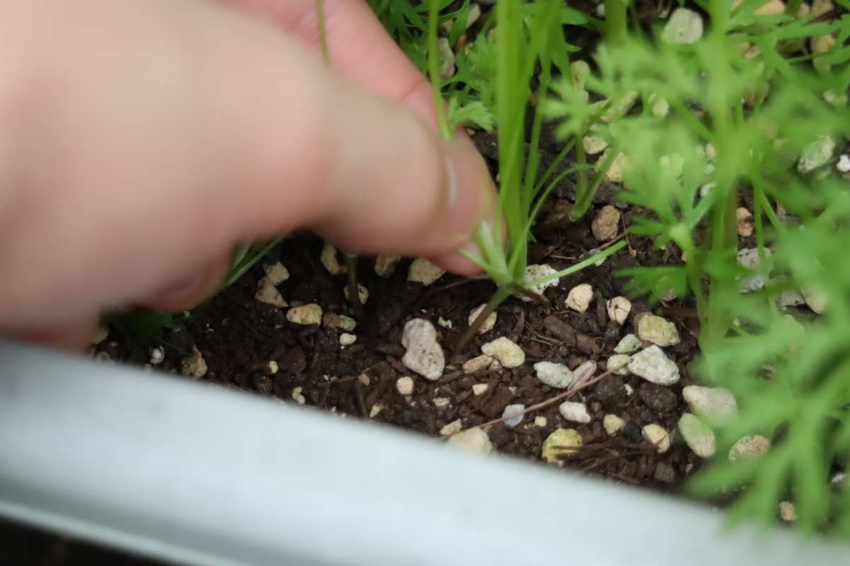 f:id:tomato_1:20201005160252j:plain