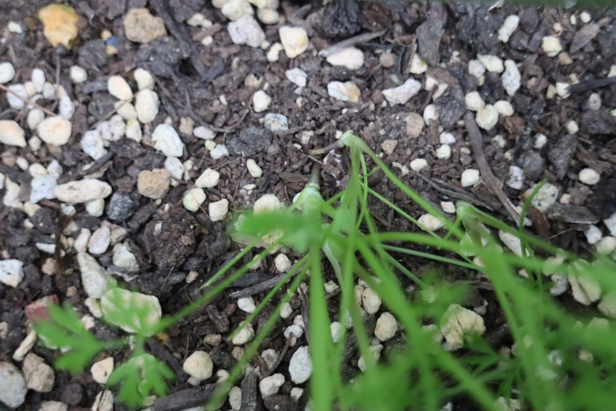 f:id:tomato_1:20201005160310j:plain