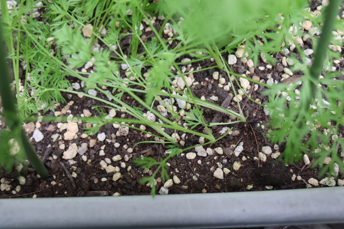 f:id:tomato_1:20201005164149j:plain