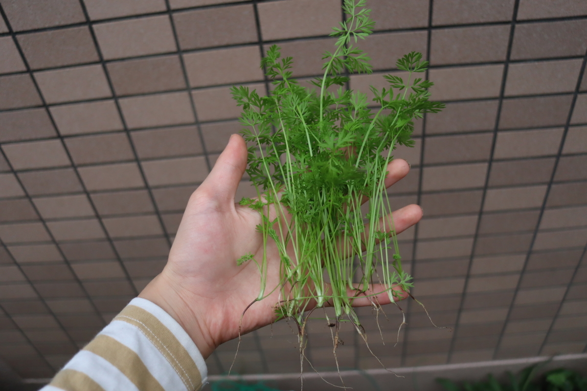 f:id:tomato_1:20201005164554j:plain
