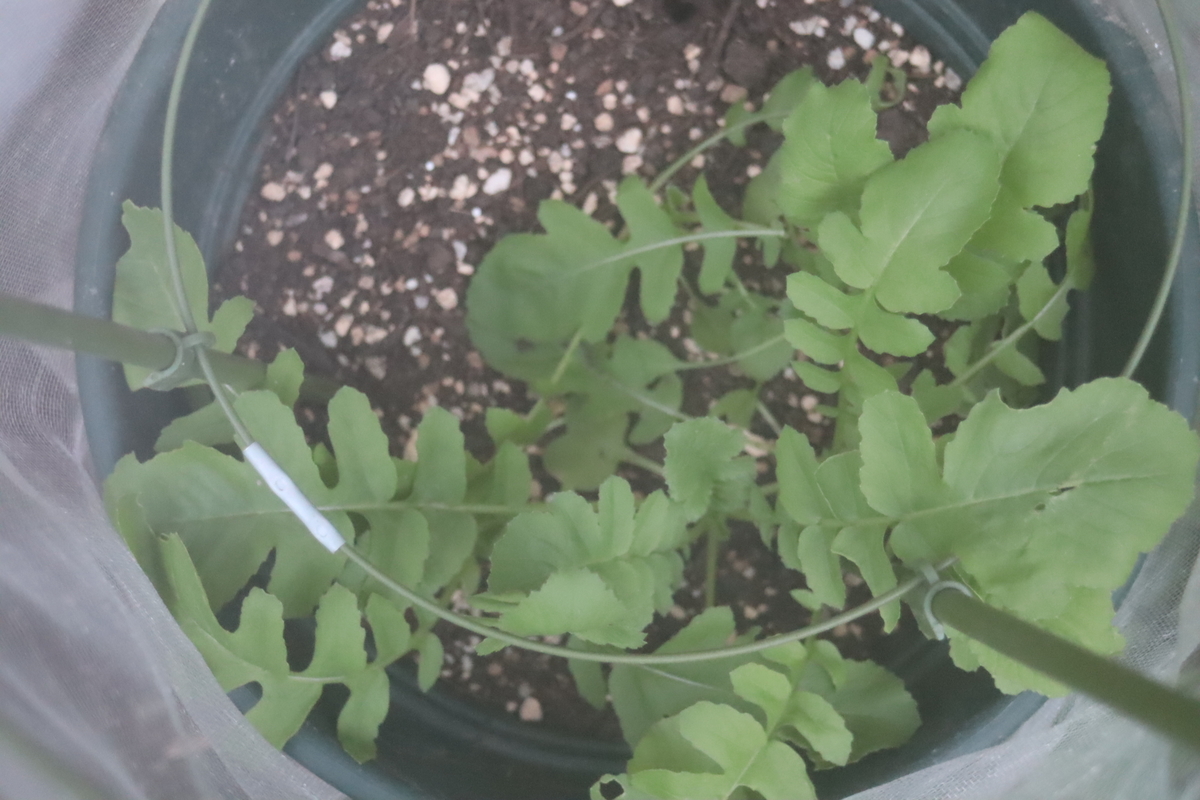f:id:tomato_1:20201006165505j:plain f:id:tomato_1:20201006165505j:plain