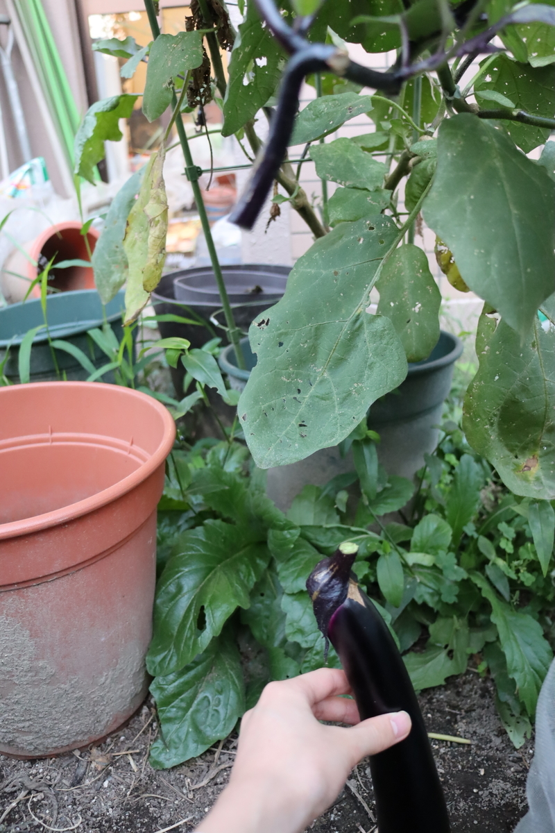 f:id:tomato_1:20201006165929j:plain f:id:tomato_1:20201006165929j:plain