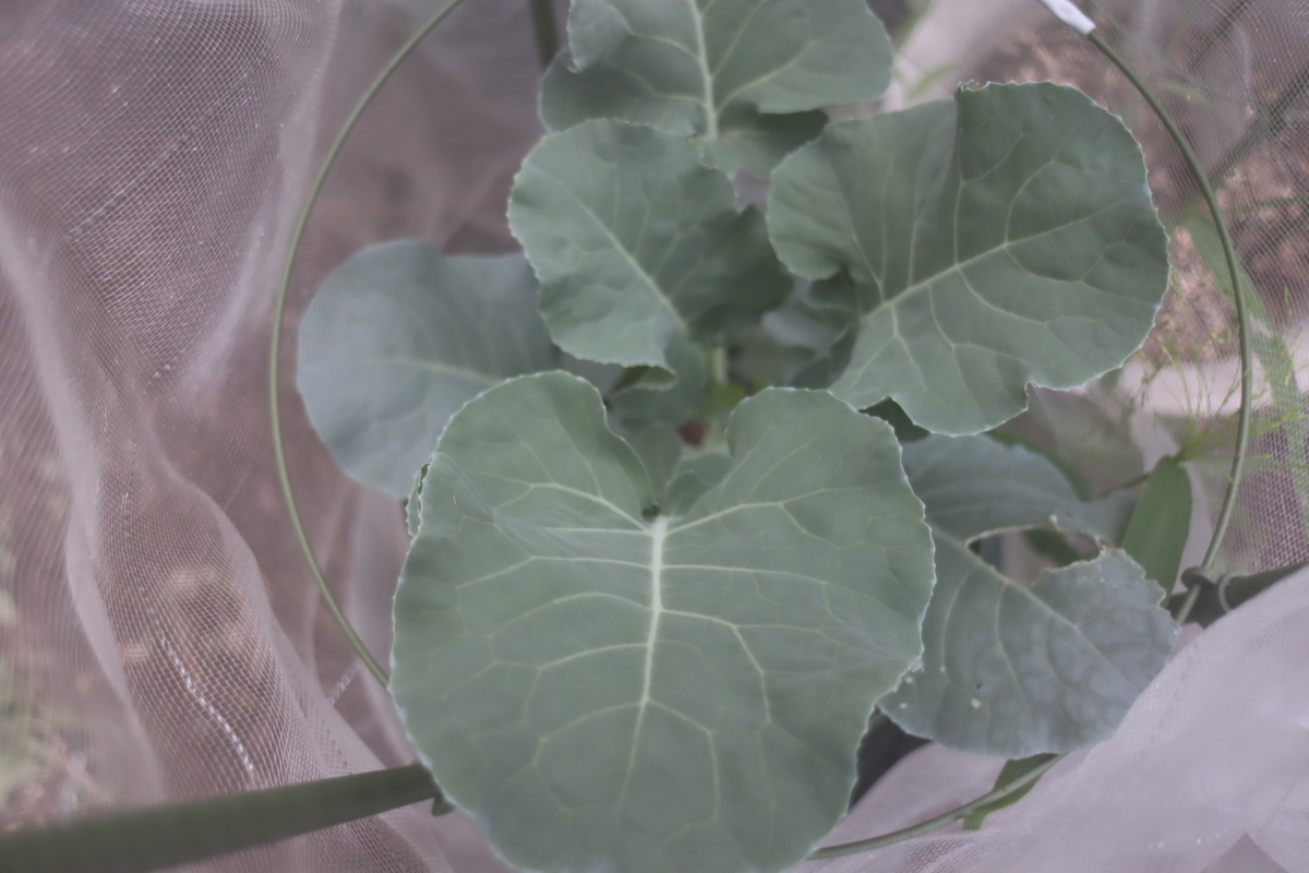 f:id:tomato_1:20201008150108j:plain