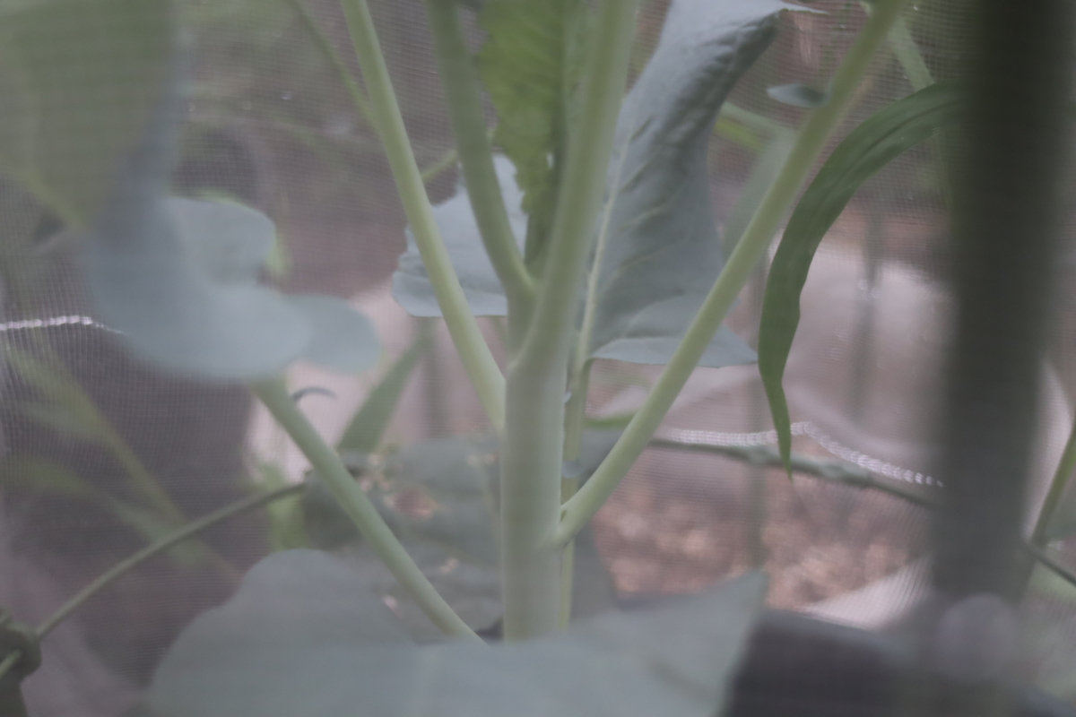 f:id:tomato_1:20201008150121j:plain