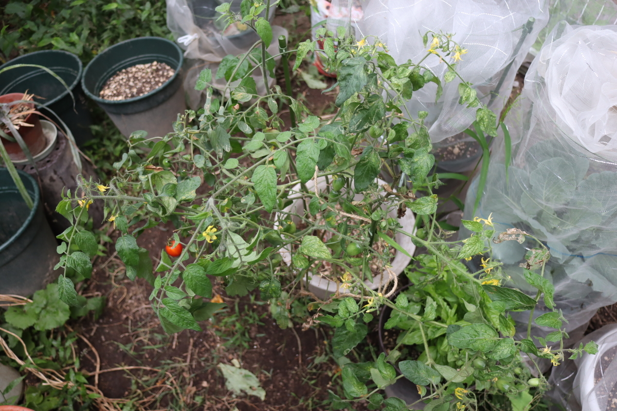 f:id:tomato_1:20201008150335j:plain