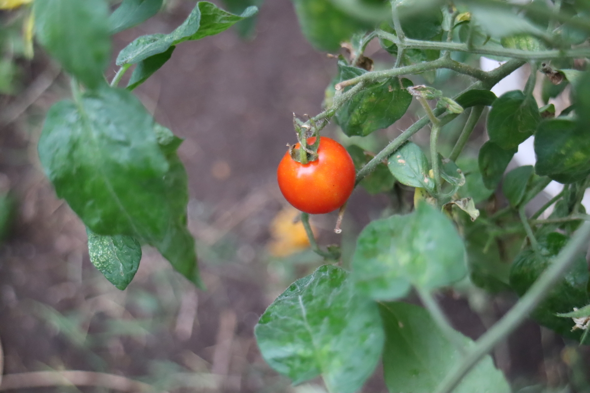 f:id:tomato_1:20201008150501j:plain