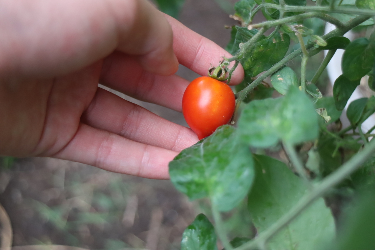 f:id:tomato_1:20201008150523j:plain