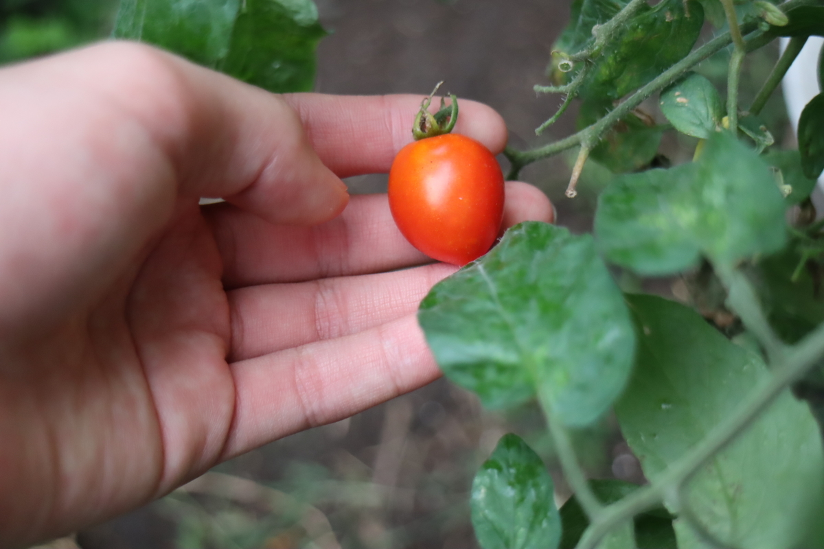 f:id:tomato_1:20201008150535j:plain
