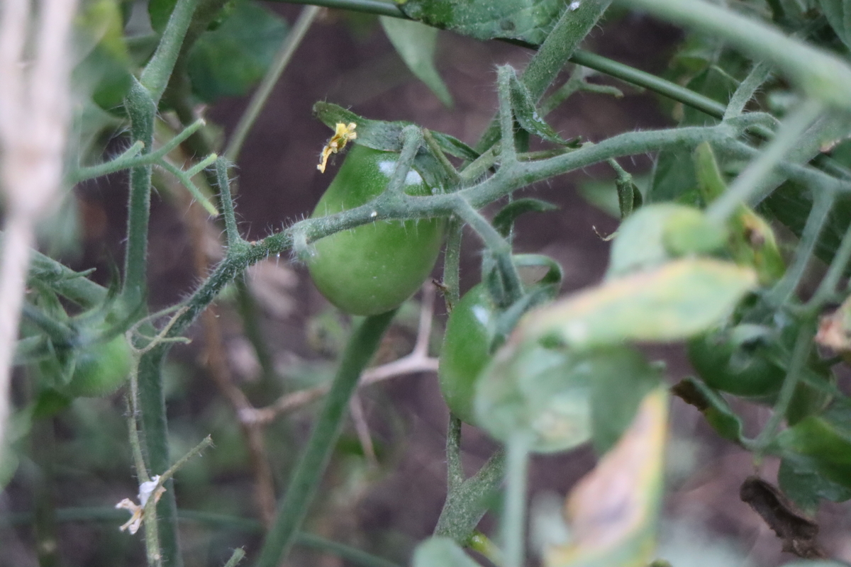 f:id:tomato_1:20201008150546j:plain