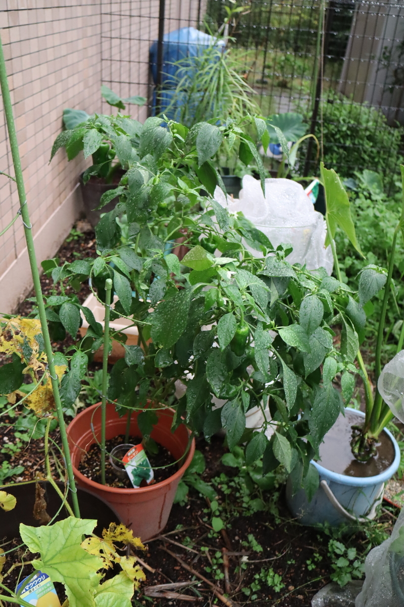 f:id:tomato_1:20201011041020j:plain