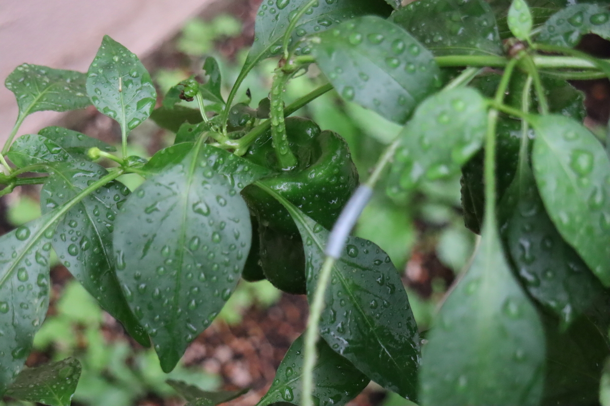 f:id:tomato_1:20201011041118j:plain