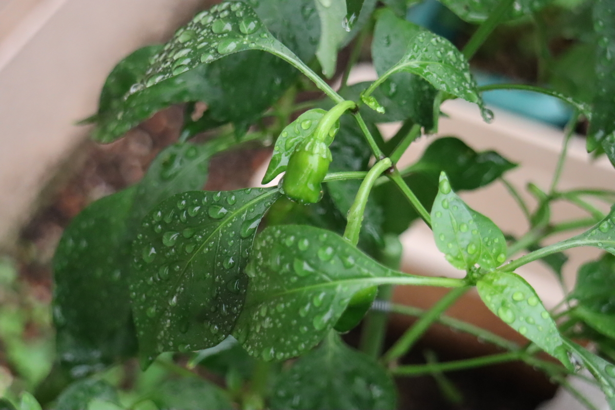 f:id:tomato_1:20201011041849j:plain