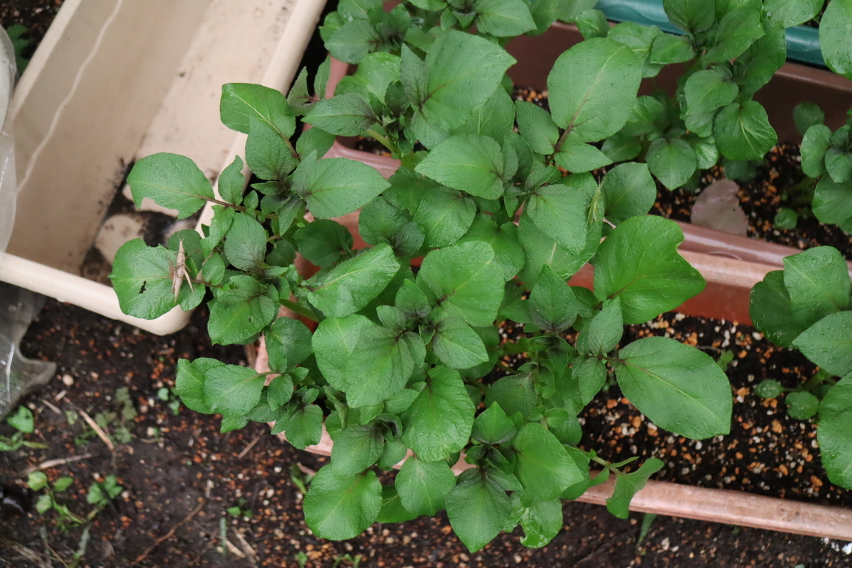 f:id:tomato_1:20201011042653j:plain